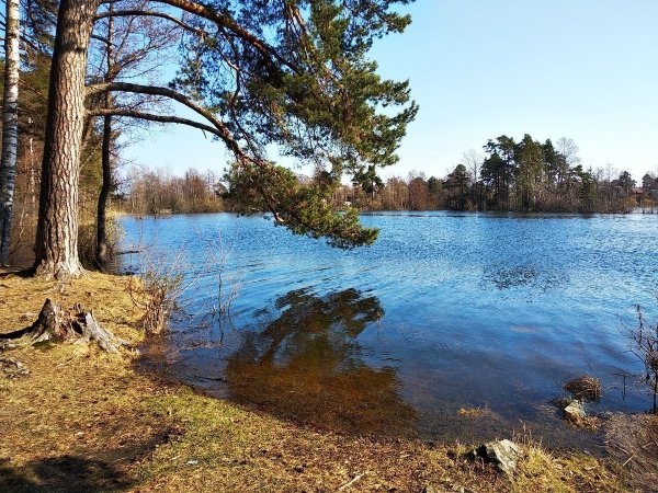 Липовское озеро в Ленинградской