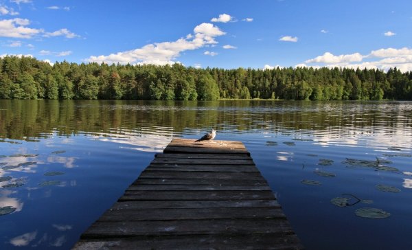 Юшкеловское озеро Васкелово