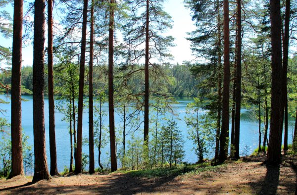 Озеро Саперное Ленинградская область