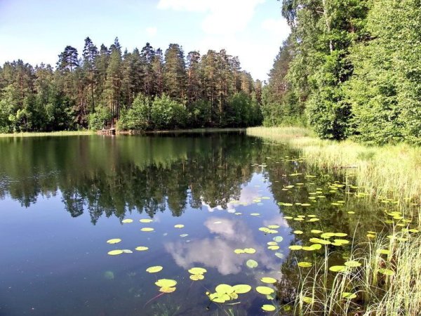 Берестовое озеро Приозерский