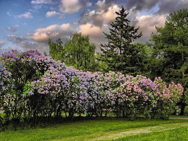 Сад сирени в Москве
