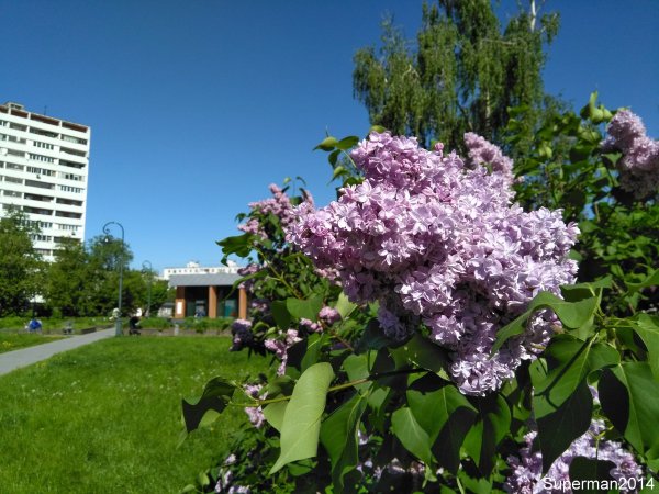 Парк сиреневый сад