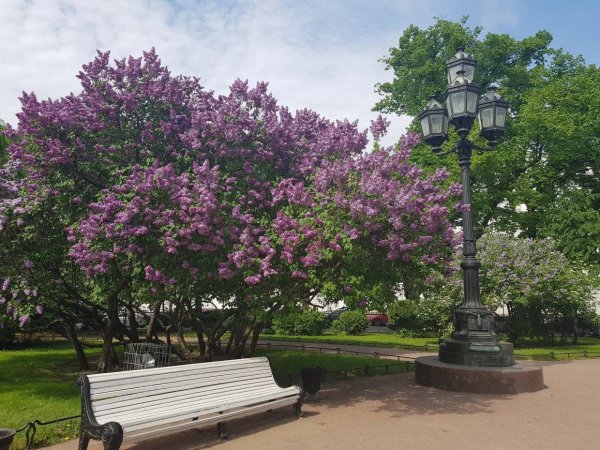Сирень в Екатерининском парке