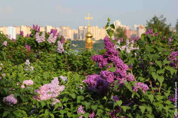 Сирень в Царицыно