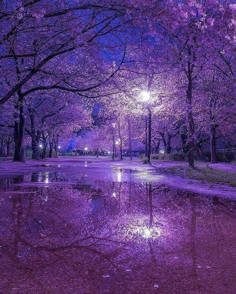 Красивая природа в фиолетовых тонах