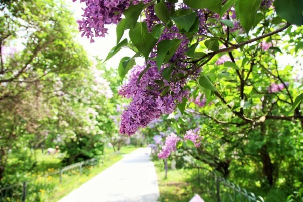 Сирень в Тарханах