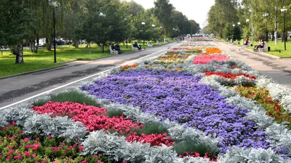 Сальвия и агератум на клумбе