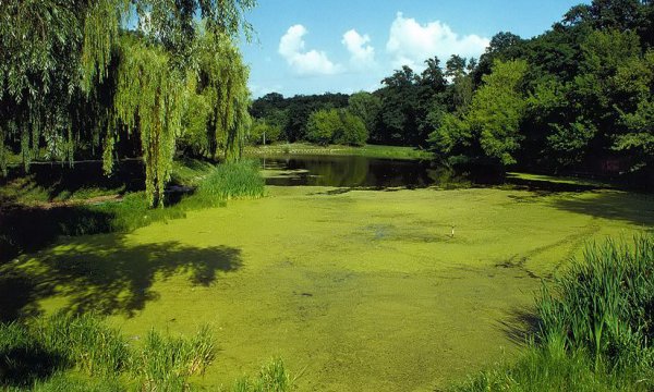 Пруд затянут ряской