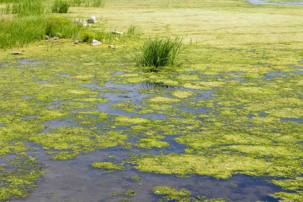 Тина Речная