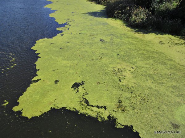 Тина в реке