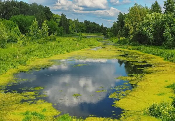 Болото с ряской