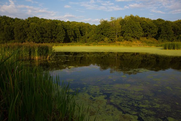 Озеро болото Тина