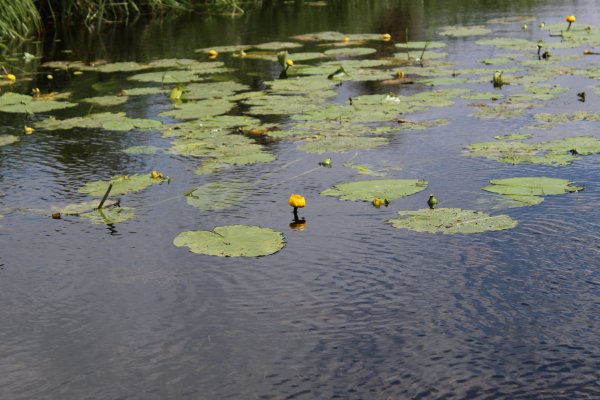 Болото с ряской