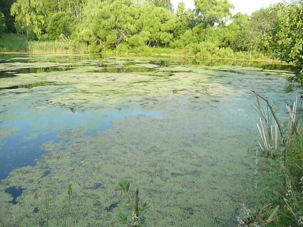 Озеро заросшее ряской