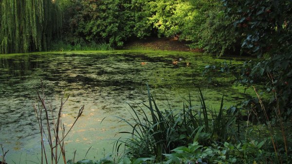 Болотистая Тина