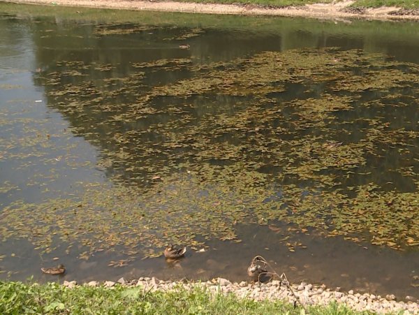 Тина в озере