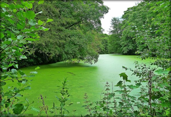 Ряска на озере