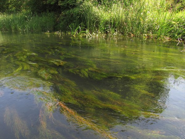 Тина Речная