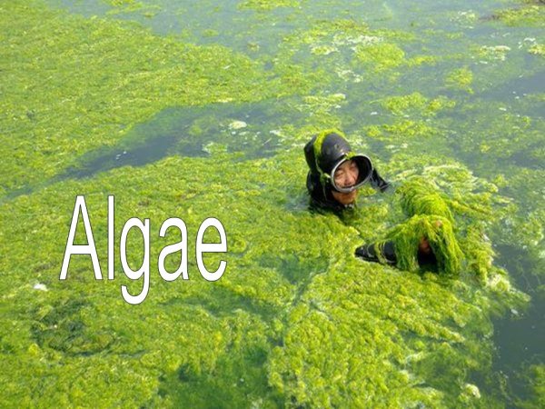 Тина в воде