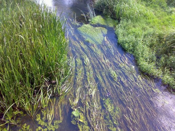 Шелковник Тина