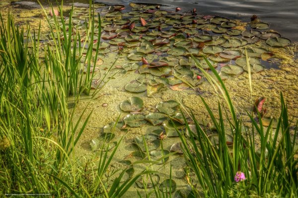 Растения водоемов Ряска