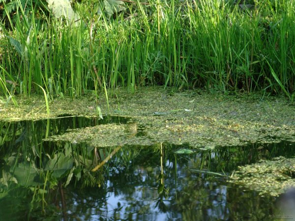 Ряска Болотная