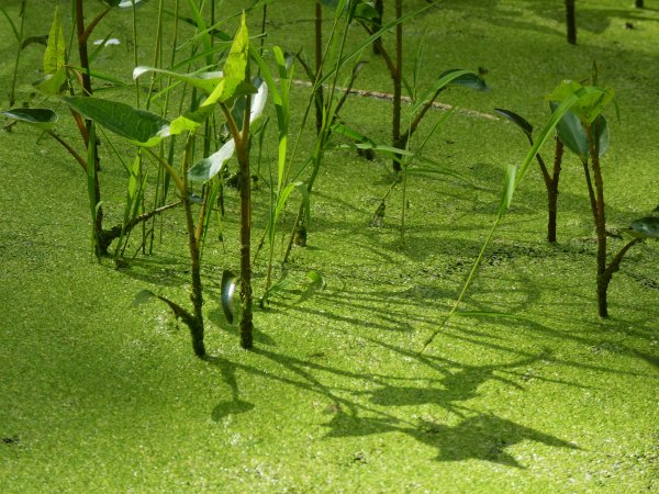 Трава Ряска Болотная