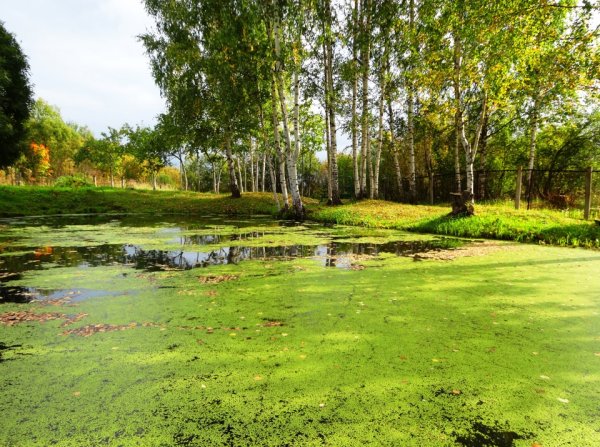 Пруд Ряска Болотная