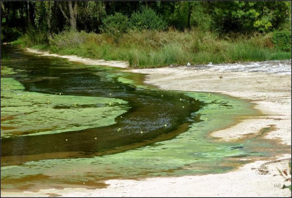 Болото Озерное Тина