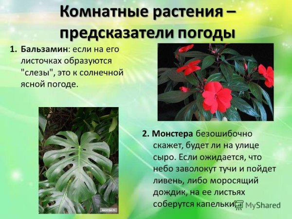Растения которые предсказывают погоду