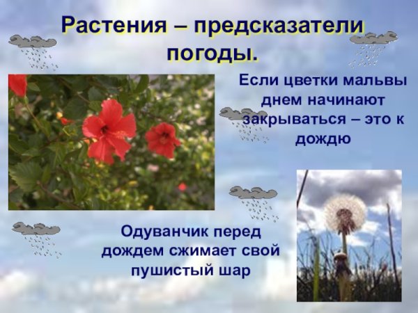 Приметы по растениям