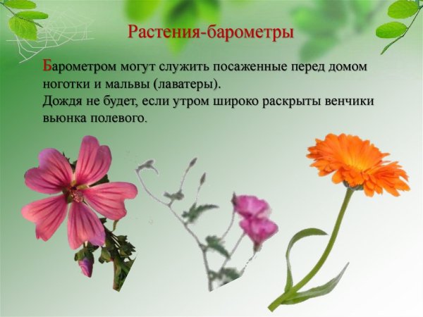 . Растения – природные барометры