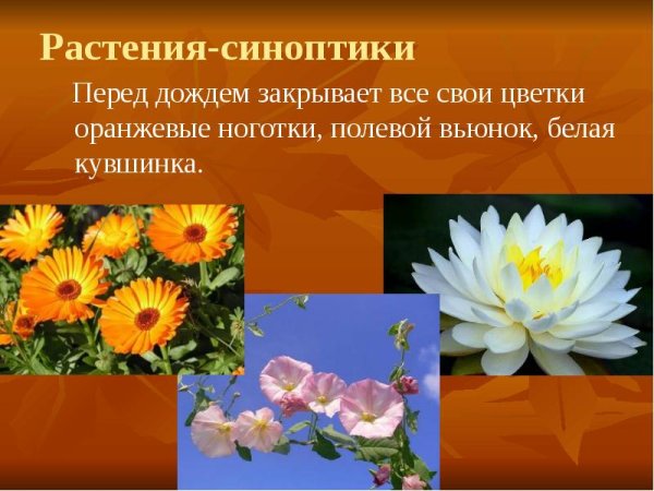 Растения синоптики