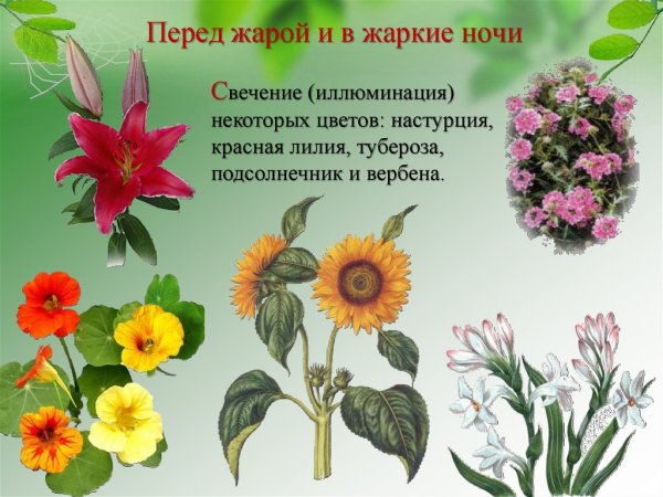 Растения предсказатели