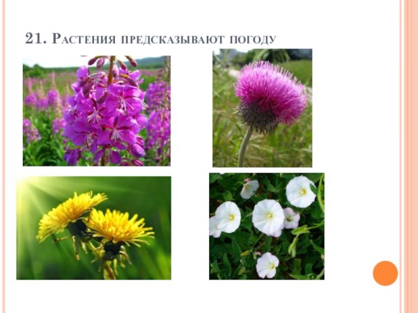 Растения которые предсказывают погоду