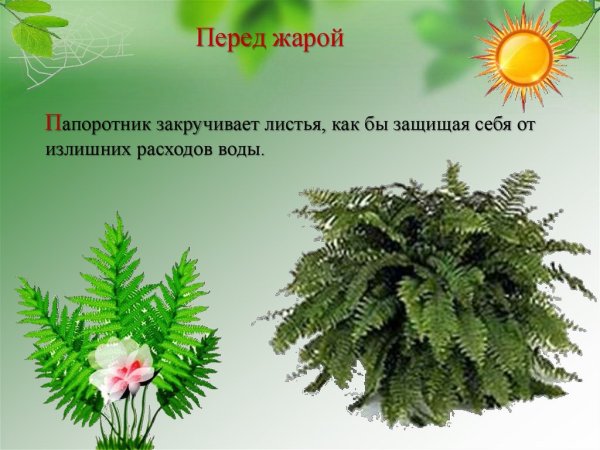 Растения которые предсказывают погоду