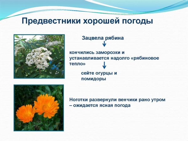 Растения которые предсказывают погоду