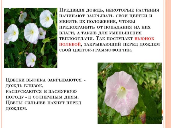 Вьюнок описание растения