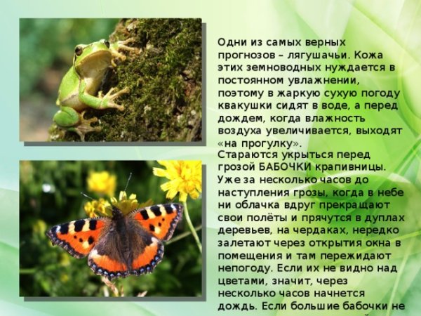 Животные которые предсказывают погоду