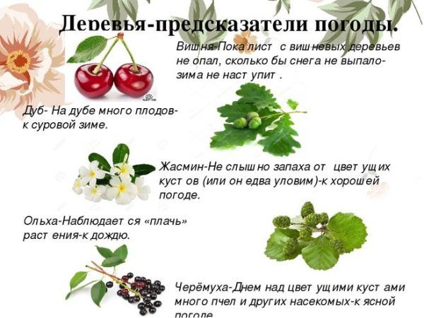 Растения предсказатели