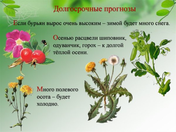Цветы которые предсказывают погоду