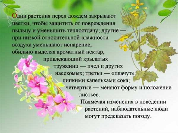 Цветы метеорологи