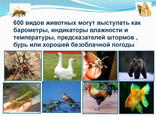 Животные и растения предсказатели