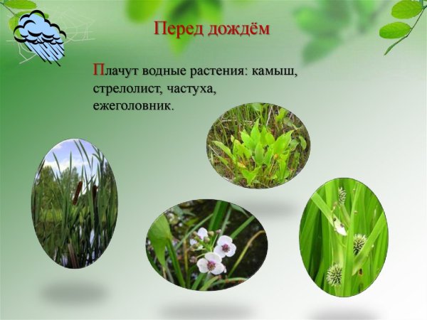 Растения предсказывающие погоду