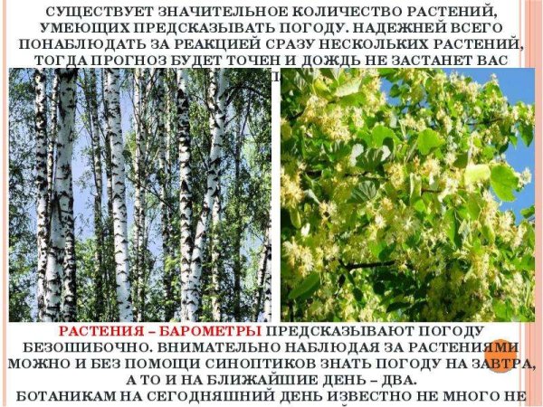 Растения барометры