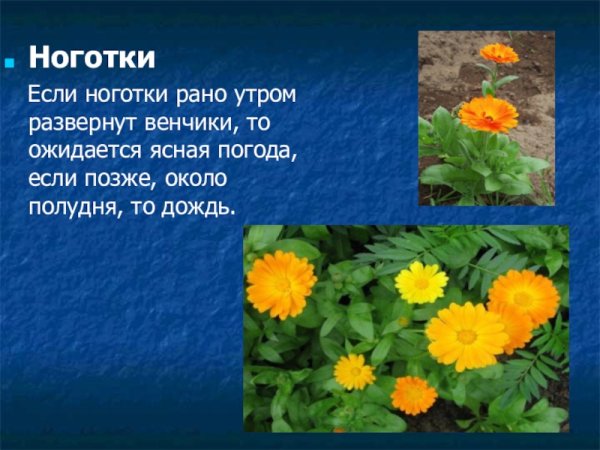 Растения барометры