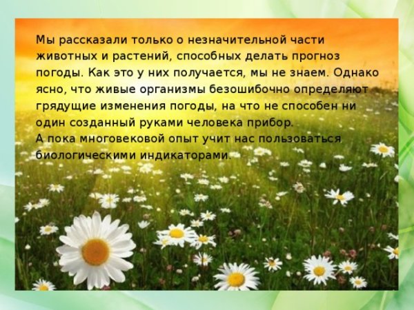 Растения которые предсказывают погоду