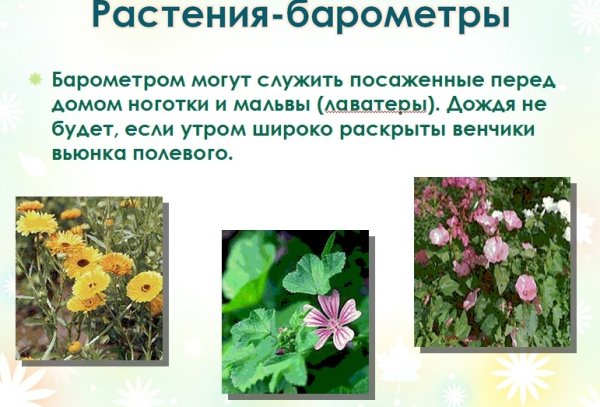 Живые барометры - садовые цветы