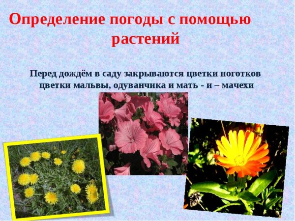 Приметы о растениях