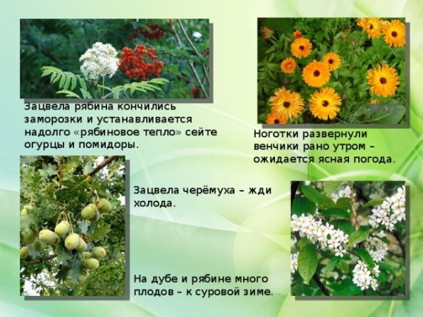 Растения которые предсказывают погоду